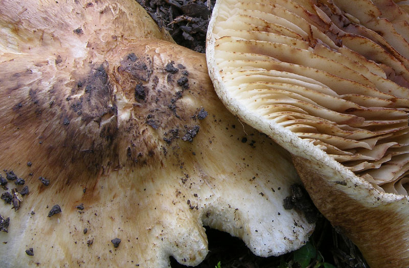 Inocybe sp. da determinare